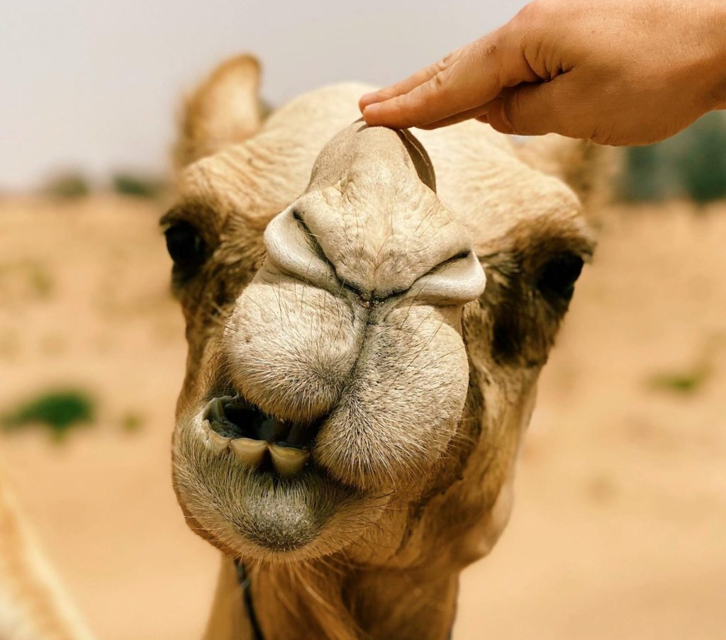 Verenigde Arabische Emiraten