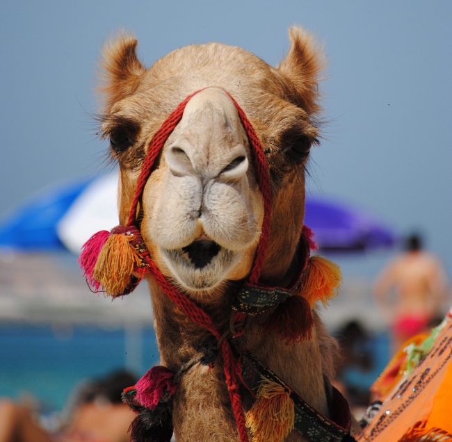vragen over vastgoed in Dubai