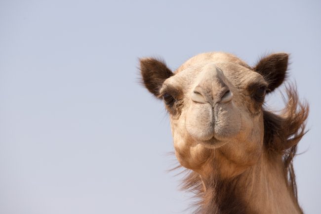 Dubai Distress Deals